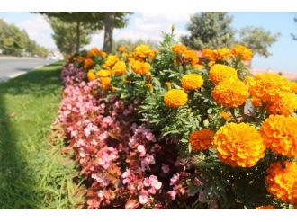 Tekirdağ’da 515 Bin Mevsim Çiçeği Ekildi