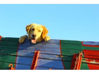 Sevimli Köpeğin Kamyonla Yolculuğu