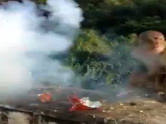 Maymunu Öldüren ’Şaka’