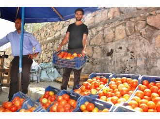 Bahçe Domatesi Üreticisi Dertli