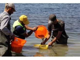 Göletlere 100 Bin Yavru Balık Bırakıldı