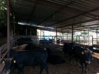 Çobanlar Da Çağa Ayak Uydurup İnternetten Kurbanlık Satmaya Başladı