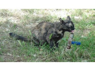 Hayvanların Sıcakla Mücadelesi