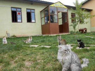 Sokak Hayvanlarına Konforlu Bakım Evi