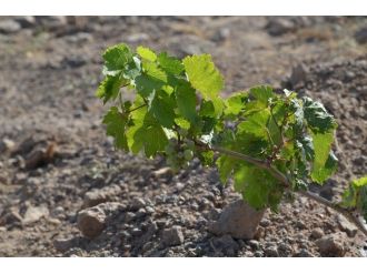 Ermeniler Anısına Kurulan Bağda İlk Salkımlar Alındı