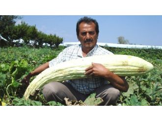 Tarlasında Devasa Boyutlarda Acur Ve Kabak Yetiştirdi