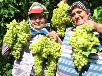Sultaniye Üzümleri Piyasaya Çıktı