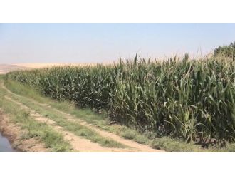 Tarlada El Bombası Ve Uzun Namlulu Silah Bulundu