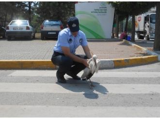 Kartepe Zabıtası Yaralı Leyleğin Yardımına Yetişti