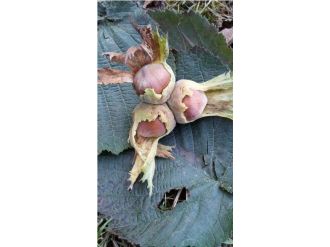 Fındık Fiyatı Eylül’ü Bekliyor