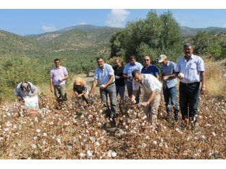 Söke Ovasında Pamukta Çifte İlk Hasat Sevinci