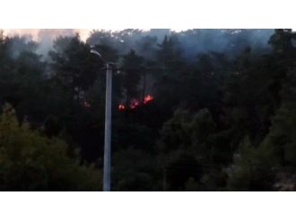 Muğla’da Orman Yangını