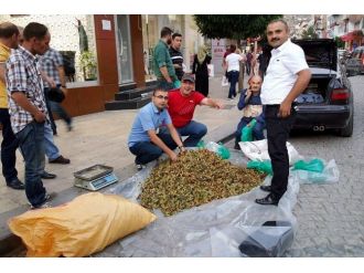 Kürtün Fındığı Pazarda