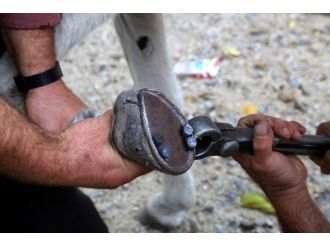 Hasat Sezonu Başladı Yük Hayvanları Bakıma Alındı