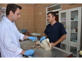 Yaralı Leylek Tedavi Edildi