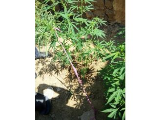 Jandarmadan Uyuşturucu Operasyonu