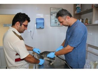 Buca’da Sokak Hayvanlarına 7/24 Hizmet