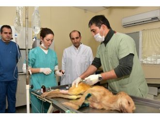 Yıldırım’da Sokak Hayvanları Sahipsiz Değil