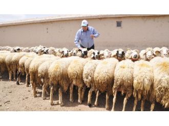(Özel Haber) Aksaray’da Hayvan Varlığı Sayısı Yedi Yılda Sekiz Kat Arttı