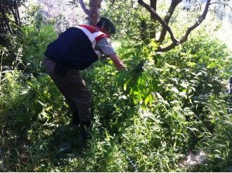 İznik’te Hint Keneviri Operasyonu