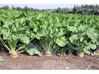 Şeker Pancarı Üretiminde Yeni Bir Sayfa Açılıyor