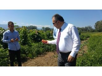 Başkan Yılmaz, Düzce Valisi’yle Bebek Ormanını Gezdi