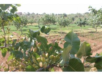 Siirt’te Dağa, Taşa Fıstık Ekiliyor