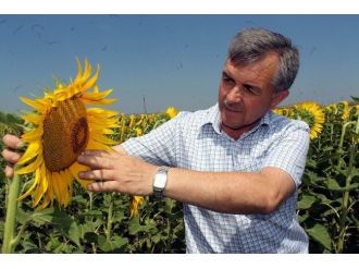 Manyas’ta Ayçiçeği Önalım Fiyatları Açıklandı