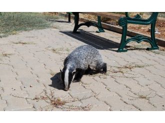 Hilvan’da Okul Bahçesinde Porsuk Bulundu