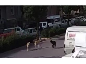 Köpek Korkusu Canlarından Ediyordu