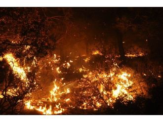 Adana’da Orman Yangını