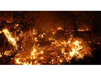 Adana’da Orman Yangını!