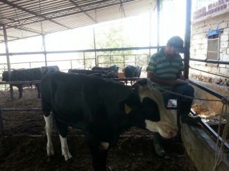 Aydın’da Hayvanlara Çiçek Aşısı Yapılmaya Devam Ediyor