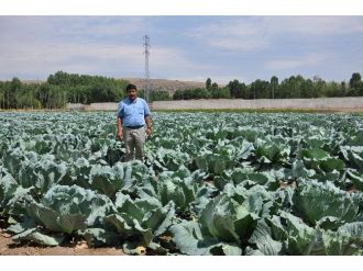 Tarlada Kalan Lahanalar Hayvanlara Yem Oluyor
