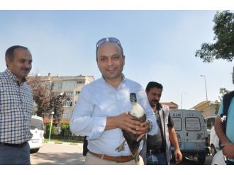Yaralı Yaban Ördeğine Emniyet Amiri Sahip Çıktı