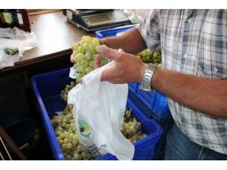 Tekirdağ Bağcılık Araştırma İstasyonu’nun Çekirdeksiz Ve Çavuş Üzümü Tezgahta