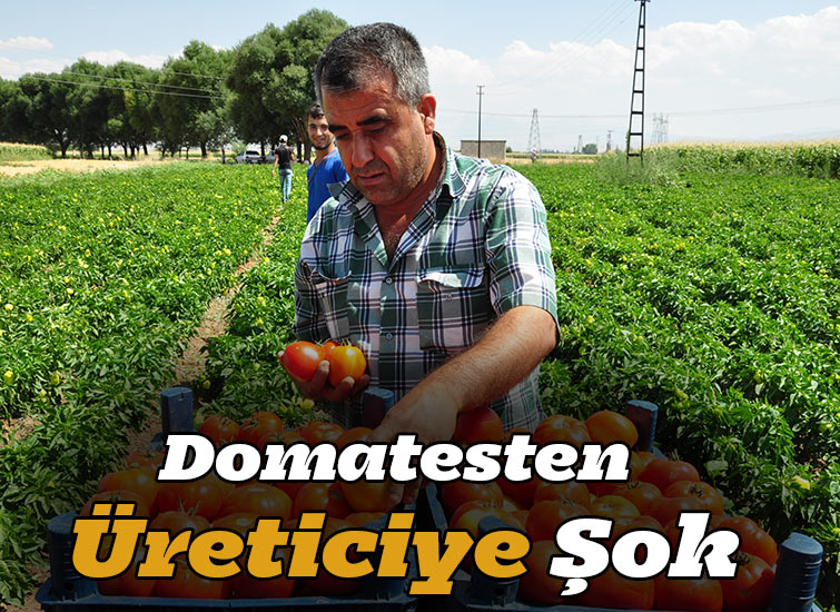 Domatesten Üreticiye Şok