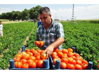 Domatesin Fiyatı Dip Yaptı