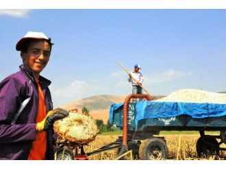 Çiftçi, Ay Çekirdeği Hasadı İçin Tarlaya İndi