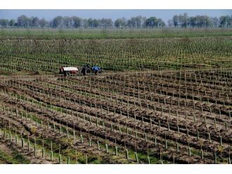 Gönen’de Meyve Üretimi Artıyor