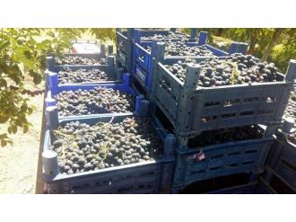 Horozkarası Üzüm Vaz Geçilmez Oldu