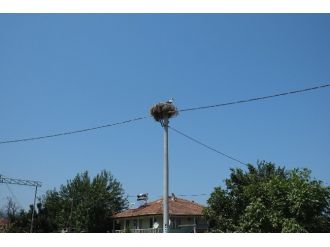 Uedaş’tan Leyleklere Özel Yuva