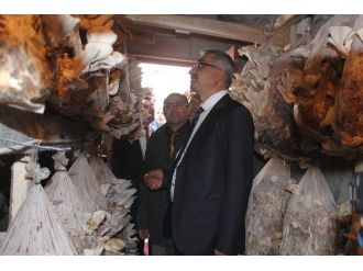 Niğde’de Yeraltı Depolarında Mantar Yetiştiriciliği Çalışması Yapılıyor