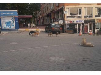 Hisarcık’ta Sahipsiz Köpekler Korkutuyor