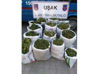 Uşak’ta 140 Kilo Esrar Ele Geçirildi