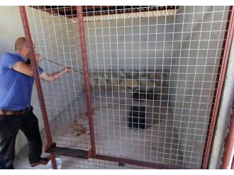 (Özel Haber) Bayburt’ta Bulunan Yaralı Vaşak Tedavi İçin Erzurum’a Gönderildi