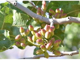Siirt Fıstığında 30 Bin Ton Rekolte Bekleniyor