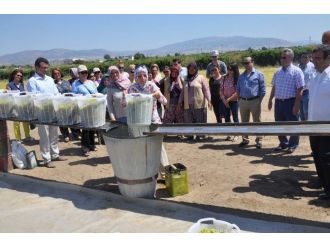 Alaşehirli Kadın Çiftçiler Bağcılık Eğitiminde Buluştu