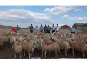 Çorum’da Damızlık Koç Havuzu Oluşturuldu