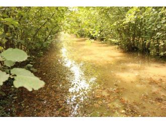 Fındık Bahçeleri Yağmura Teslim